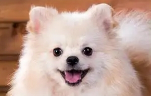 狗喂什么增肥最快 狗喂什么增肥最快