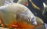 食人鱼吃鳄鱼