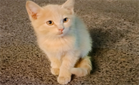 猫咪流清口水怎么回事