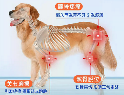 Candypeti宠物辅酶Q10：口碑爆棚，成为宠物健康守护新宠