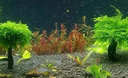 逸乐宠鱼缸造景，提升家居格调的必备技能！