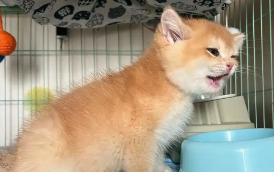 猫咪退烧针一般打几天有效果