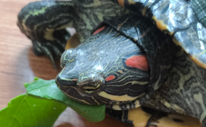 乌龟冬天叫什么原因 乌龟冬天叫什么原因