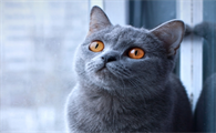 母蓝猫几个月可以绝育了