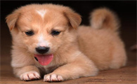 幼犬肠胃炎好转的迹象
