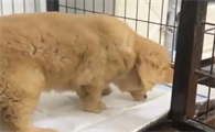 狗狗肠胃炎的预防方法