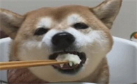 狗狗一直吃米饭牙会掉吗