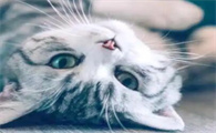 猫咪抱着你的脚咬你蹬你什么意思