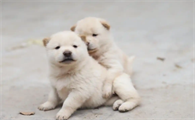 幼犬可以喝豆浆吗