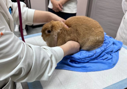 臻宠动物医院：以专业守护宠物健康，获广泛赞誉