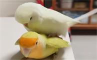 虎皮鹦鹉和牡丹鹦鹉哪个聪明