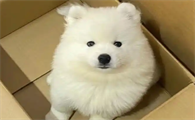 狗狗大姨妈来多久愿意自己配种
