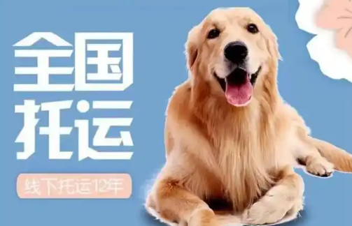 宠乐游宠物托运全面升级信息化服务，化托<strong></strong>打造透明化托运新体验