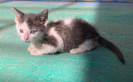 猫能饿几天不吃东西光喝水