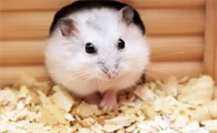 仓鼠要喝水吗怎么喂食
