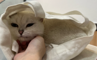 猫咪打了退烧针退烧了还是没精神