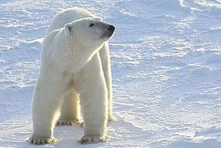 北极熊会变色吗