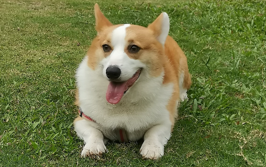 全国宠物消费市场持续升温 全国宠物消费市场持续升温