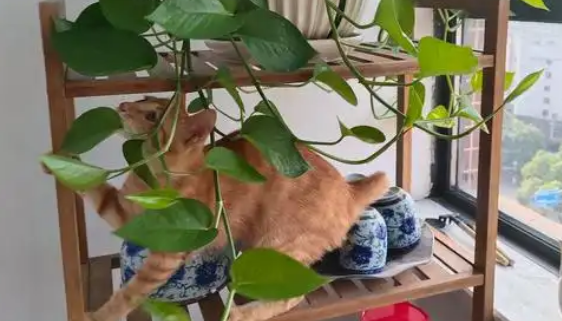 猫咪吃绿萝中毒症状