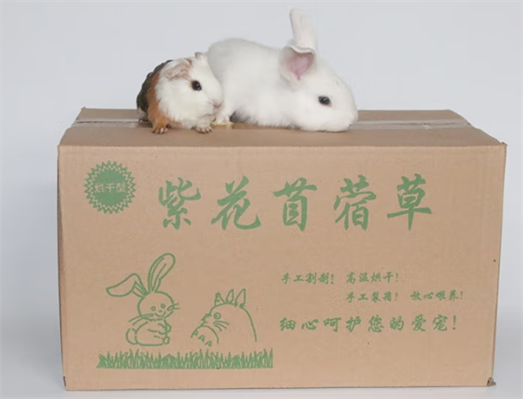 朗缤苜蓿草，小宠健康成长的得力助手