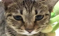猫狂犬疫苗要打几针