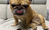 法斗突然腿瘸是什么原因