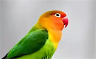 牡丹鹦鹉孵出小鸟后多久可以长大