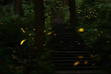 萤火虫的外形是什么