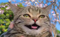 猫吃多了窜稀怎么办