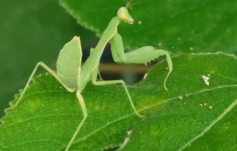 看见螳螂是好是坏