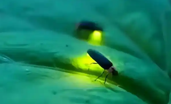 萤火虫飞到哪里 萤火虫飞到哪里