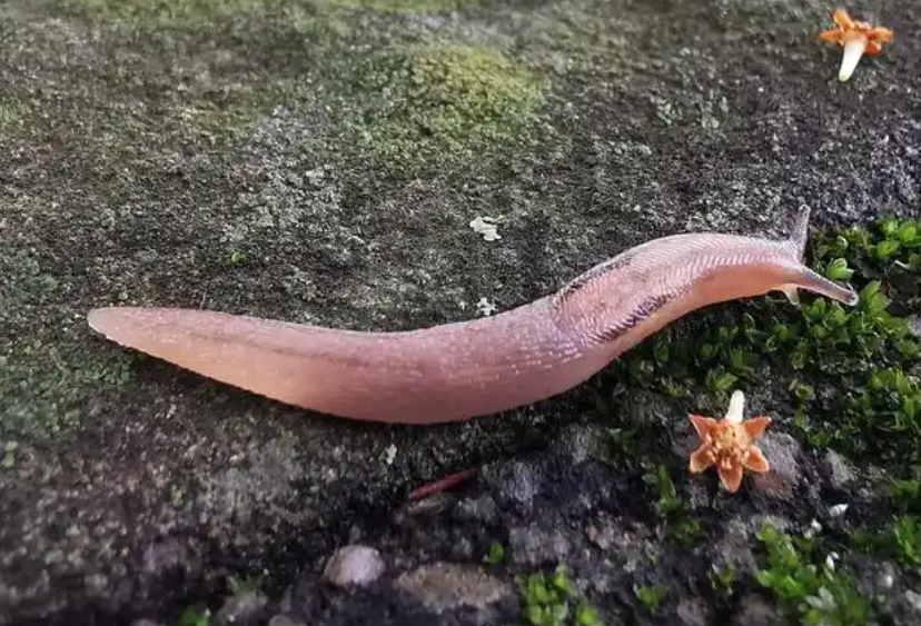 怎样杀蛞蝓