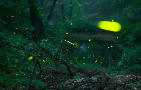 萤火虫怎么会亮 萤火虫怎么会亮