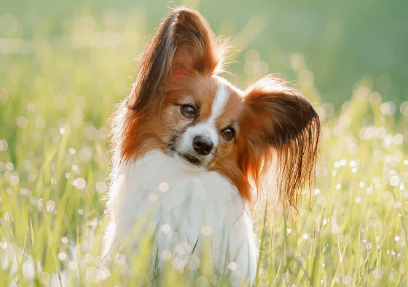 狗狗能长期吃益生菌吗 狗狗能长期吃益生菌吗
