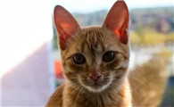 猫咪吐黄水能自愈吗