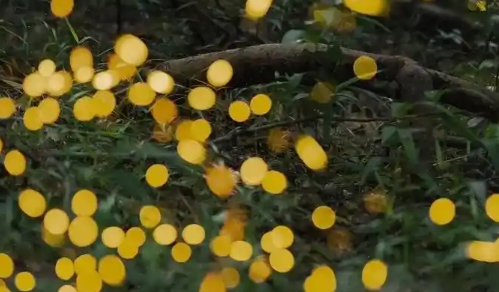 萤火虫怎么亮的