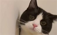 猫拉绿色的稀屎可以吃阿莫西林吗