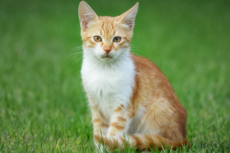 猫咪吐白色粘液和泡沫解决办法