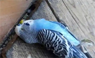 虎皮鹦鹉死了是什么样子