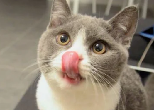 猫打喷嚏甩出浓稠鼻涕买什么药
