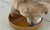 狗能喝绿豆汤吗