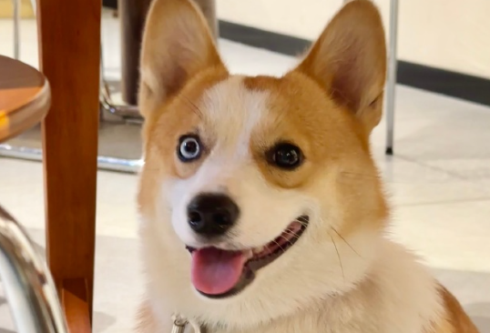 柯基犬的尾巴是被剪掉的吗