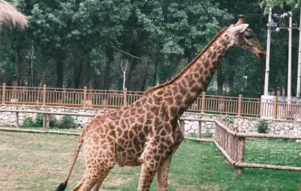 长颈鹿有多少颗牙齿