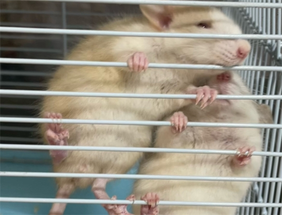 幼年仓鼠怎么喂食 幼年仓鼠怎么喂食