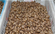 金蝉的正确食用方法