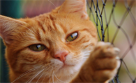 猫咪耳朵流黄水怎么办还一直甩头