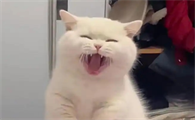 怎么判断猫传腹