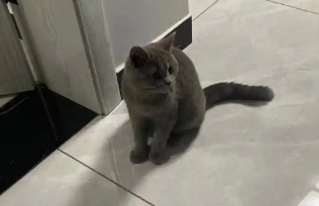 蓝猫6个多月一般要多重才正常 蓝猫6个多月一般要多重才正常