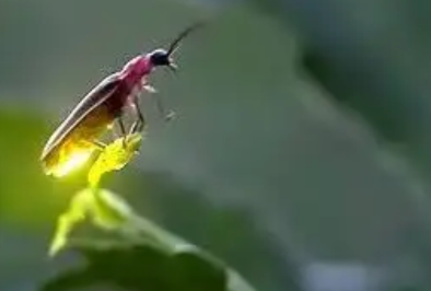 萤火虫是不是昆虫类