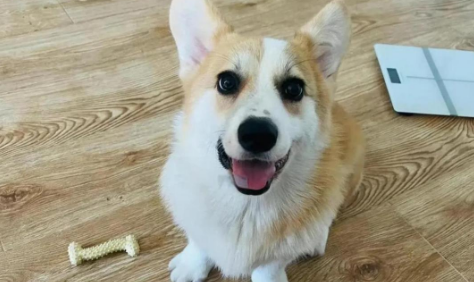幼犬肠胃炎用什么药
